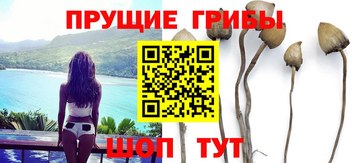 Псилоцибиновые грибы прущие грибы  Вход с VPN  Бор 